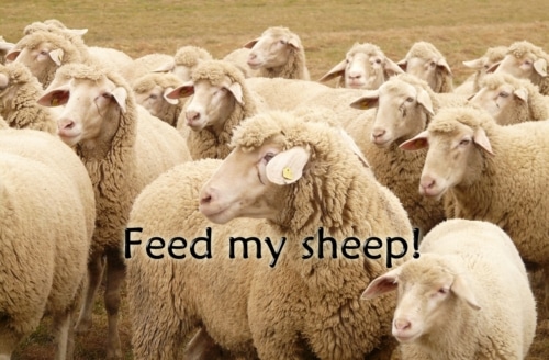 take care of my sheep