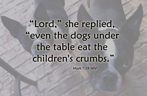 even the dogs under the table