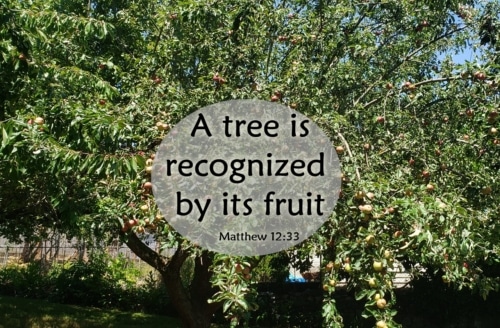 A Tree Is Recognized by Its Fruit