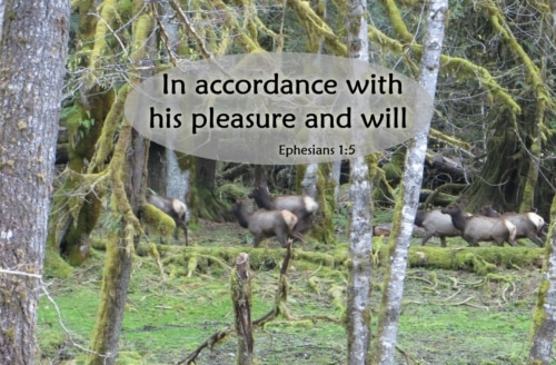 In Accordance with His Pleasure and Will